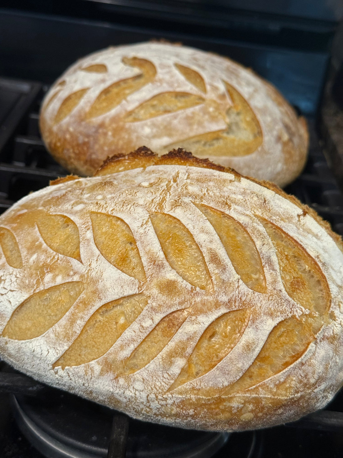 The Sourdough Trend — How It Changed My Home